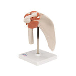 Functional Human Shoulder Joint - 3B Smart Anatomy