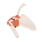 Functional Human Shoulder Joint - 3B Smart Anatomy
