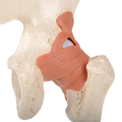 Functional Human Hip Joint Model with Ligaments & Marked Cartilage - 3B Smart Anatomy