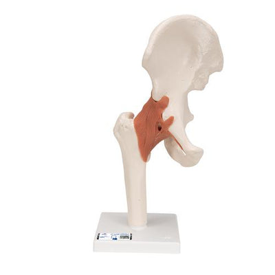 Functional Human Hip Joint Model - 3B Smart Anatomy