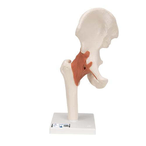 Functional Human Hip Joint Model - 3B Smart Anatomy