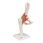 Functional Human Hip Joint Model - 3B Smart Anatomy