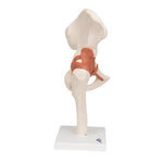 Functional Human Hip Joint Model - 3B Smart Anatomy