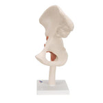Functional Human Hip Joint Model - 3B Smart Anatomy