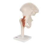 Functional Human Hip Joint Model - 3B Smart Anatomy