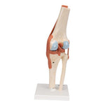 Functional Human Knee Joint Model with Ligaments & Marked Cartilage - 3B Smart Anatomy