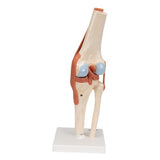 Functional Human Knee Joint Model with Ligaments & Marked Cartilage - 3B Smart Anatomy