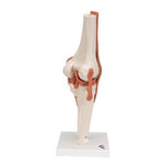 Functional Human Knee Joint Model with Ligaments - 3B Smart Anatomy