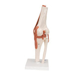 Functional Human Knee Joint Model with Ligaments - 3B Smart Anatomy