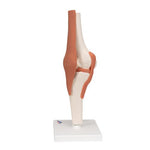 Functional Human Knee Joint Model with Ligaments - 3B Smart Anatomy