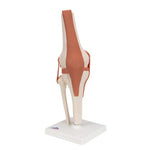 Functional Human Knee Joint Model with Ligaments - 3B Smart Anatomy