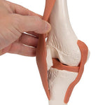 Functional Human Knee Joint Model with Ligaments - 3B Smart Anatomy