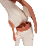 Functional Human Knee Joint Model with Ligaments - 3B Smart Anatomy