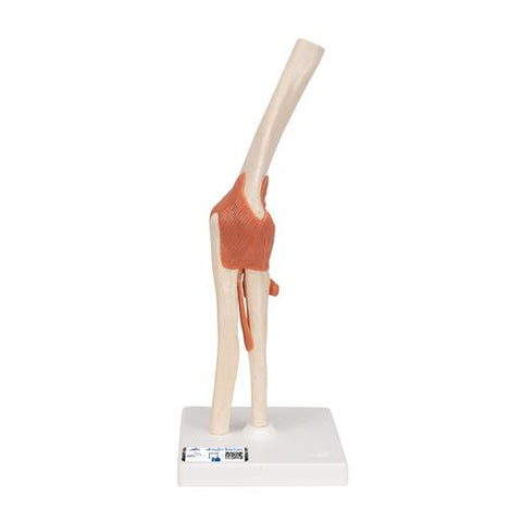 Functional Human Elbow Joint Model with Ligaments & Marked Cartilage - 3B Smart Anatomy