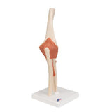 Functional Human Elbow Joint Model with Ligaments & Marked Cartilage - 3B Smart Anatomy