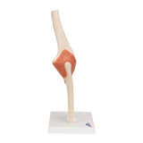 Functional Human Elbow Joint Model with Ligaments & Marked Cartilage - 3B Smart Anatomy