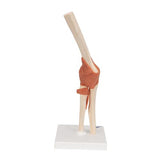 Functional Human Elbow Joint Model with Ligaments & Marked Cartilage - 3B Smart Anatomy