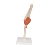 Functional Human Elbow Joint Model with Ligaments & Marked Cartilage - 3B Smart Anatomy