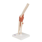 Functional Human Elbow Joint Model with Ligaments & Marked Cartilage - 3B Smart Anatomy