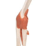 Functional Human Elbow Joint Model with Ligaments & Marked Cartilage - 3B Smart Anatomy