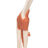 Functional Human Elbow Joint Model with Ligaments & Marked Cartilage - 3B Smart Anatomy