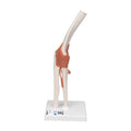 Functional Human Elbow Joint Model with Ligaments - 3B Smart Anatomy