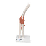 Functional Human Elbow Joint Model with Ligaments - 3B Smart Anatomy