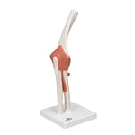 Functional Human Elbow Joint Model with Ligaments - 3B Smart Anatomy