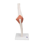 Functional Human Elbow Joint Model with Ligaments - 3B Smart Anatomy