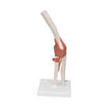 Functional Human Elbow Joint Model with Ligaments - 3B Smart Anatomy