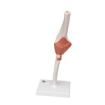 Functional Human Elbow Joint Model with Ligaments - 3B Smart Anatomy