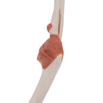 Functional Human Elbow Joint Model with Ligaments - 3B Smart Anatomy