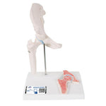 Mini Human Hip Joint Model with Cross Section - 3B Smart Anatomy