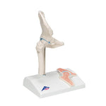 Mini Human Hip Joint Model with Cross Section - 3B Smart Anatomy