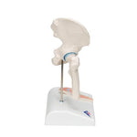 Mini Human Hip Joint Model with Cross Section - 3B Smart Anatomy