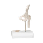 Mini Human Hip Joint Model with Cross Section - 3B Smart Anatomy