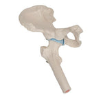 Mini Human Hip Joint Model with Cross Section - 3B Smart Anatomy