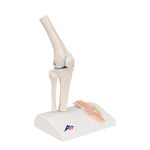 Mini Human Knee Joint Model with Cross Section - 3B Smart Anatomy