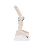 Mini Human Knee Joint Model with Cross Section - 3B Smart Anatomy