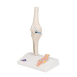 Mini Human Knee Joint Model with Cross Section - 3B Smart Anatomy