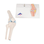 Mini Human Knee Joint Model with Cross Section - 3B Smart Anatomy