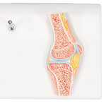 Mini Human Knee Joint Model with Cross Section - 3B Smart Anatomy