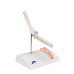 Mini Human Elbow Joint Model with Cross Section - 3B Smart Anatomy