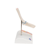 Mini Human Elbow Joint Model with Cross Section - 3B Smart Anatomy