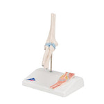 Mini Human Elbow Joint Model with Cross Section - 3B Smart Anatomy