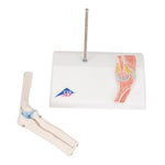 Mini Human Elbow Joint Model with Cross Section - 3B Smart Anatomy