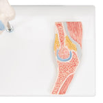 Mini Human Elbow Joint Model with Cross Section - 3B Smart Anatomy