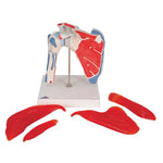Human Shoulder Joint Model with Rotator Cuff & 4 Removable Muscles, 5 part - 3B Smart Anatomy
