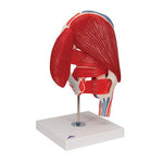 Human Hip Joint Model with Removable Muscles, 7 part - 3B Smart Anatomy