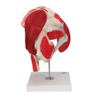 Human Hip Joint Model with Removable Muscles, 7 part - 3B Smart Anatomy